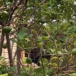 La Casa Fra Gli Ulivi Umbra Appartement